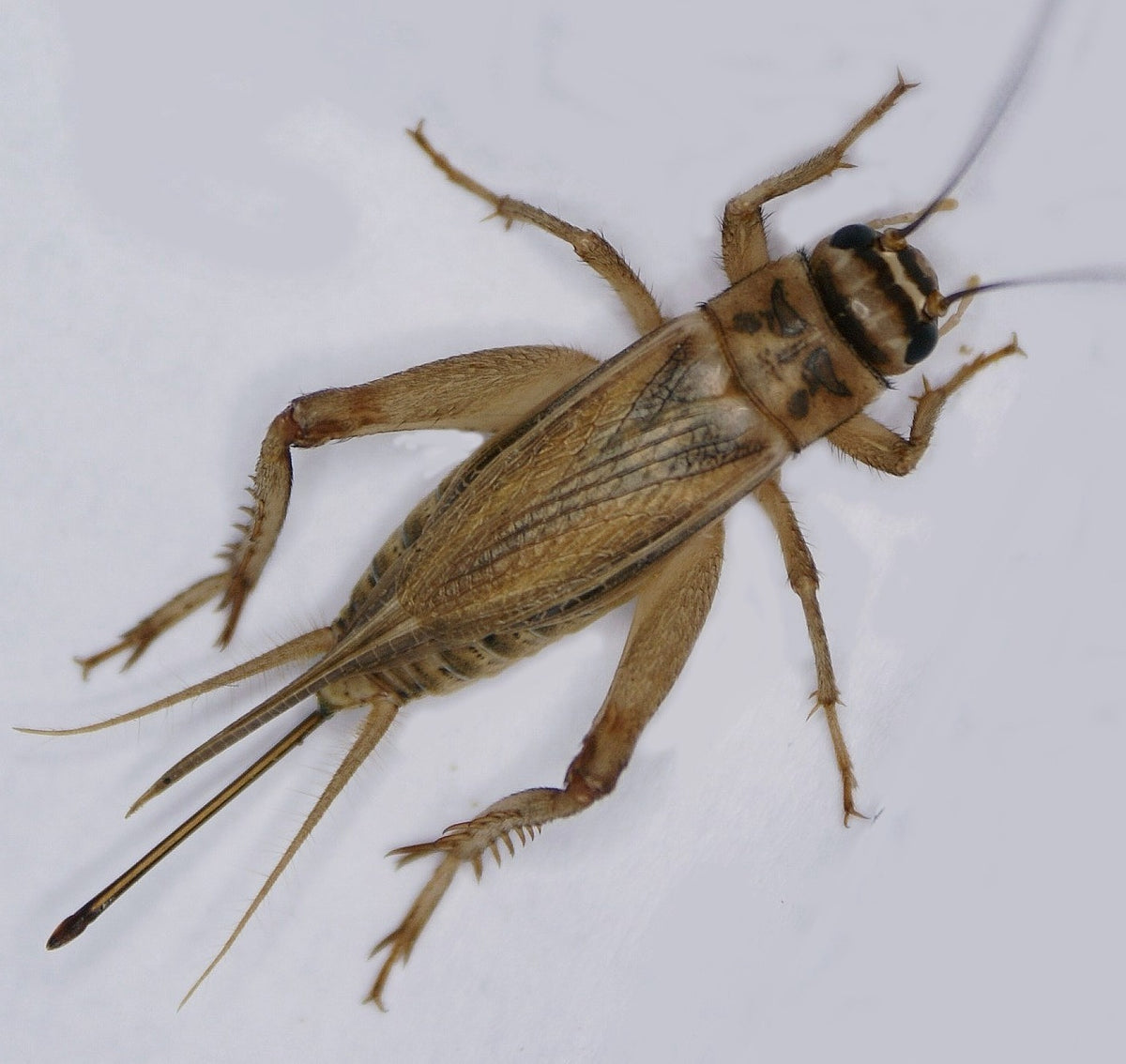 Adult female house cricket photographed from above on a plain white background