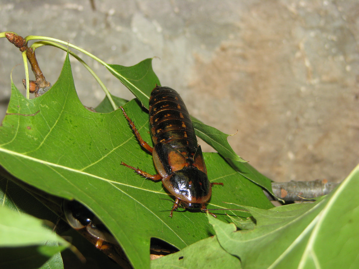 Adult female Dubia roach on a green leaf, photographed from above