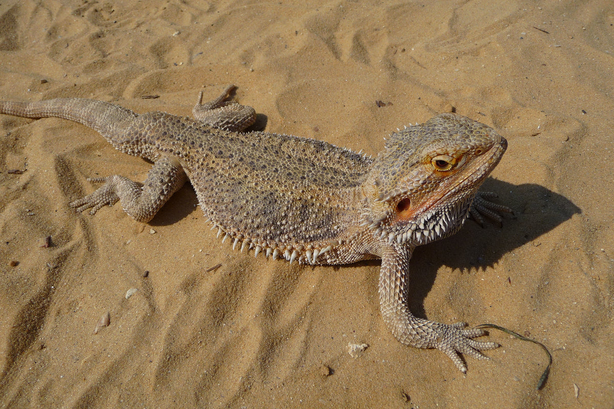 Adult central bearded dragon (Pogona vitticeps) standing on pale sand in daylight, photographed from above and to one side