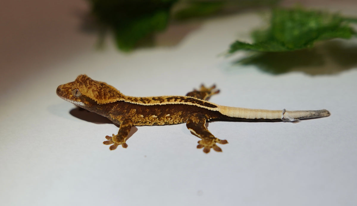 Adult crested gecko (Correlophus ciliatus) standing side-on on a plain white surface, full body in frame, with foliage blurred behind
