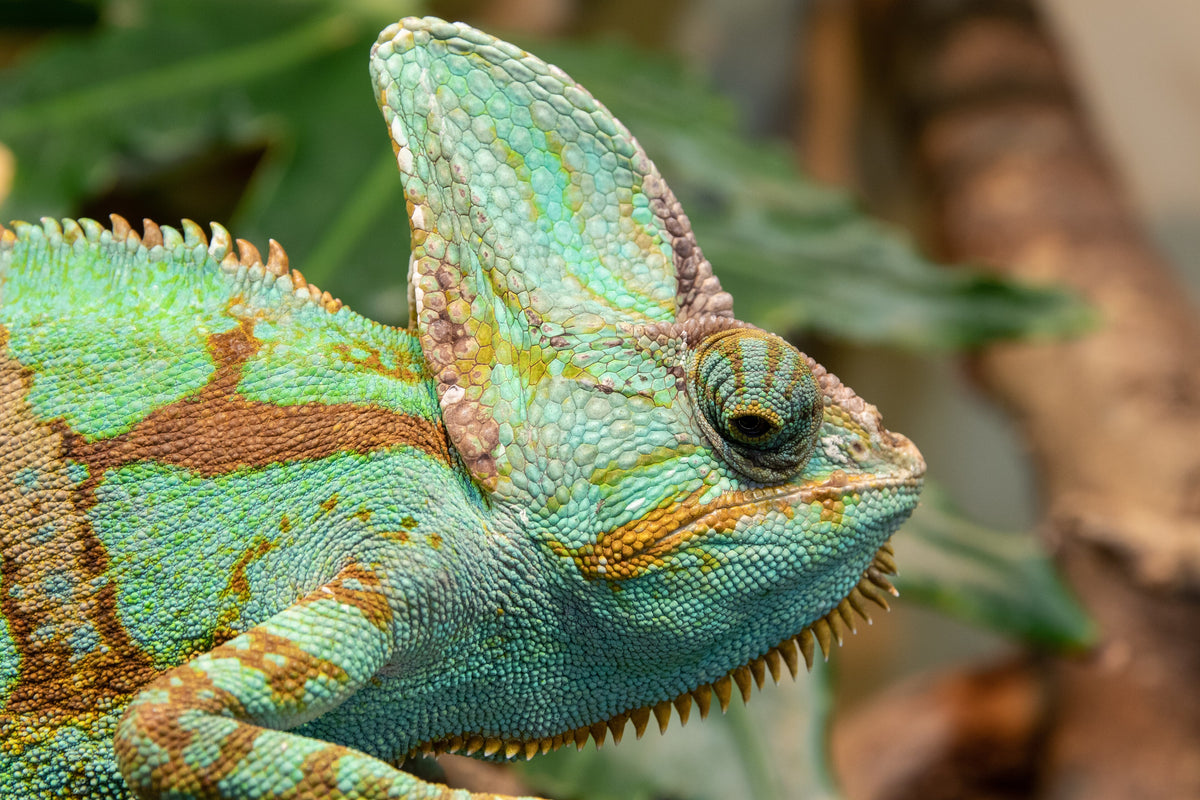 Close-up profile of a veiled chameleon (Chamaeleo calyptratus), green and gold with a tall casque, against a softly blurred green background