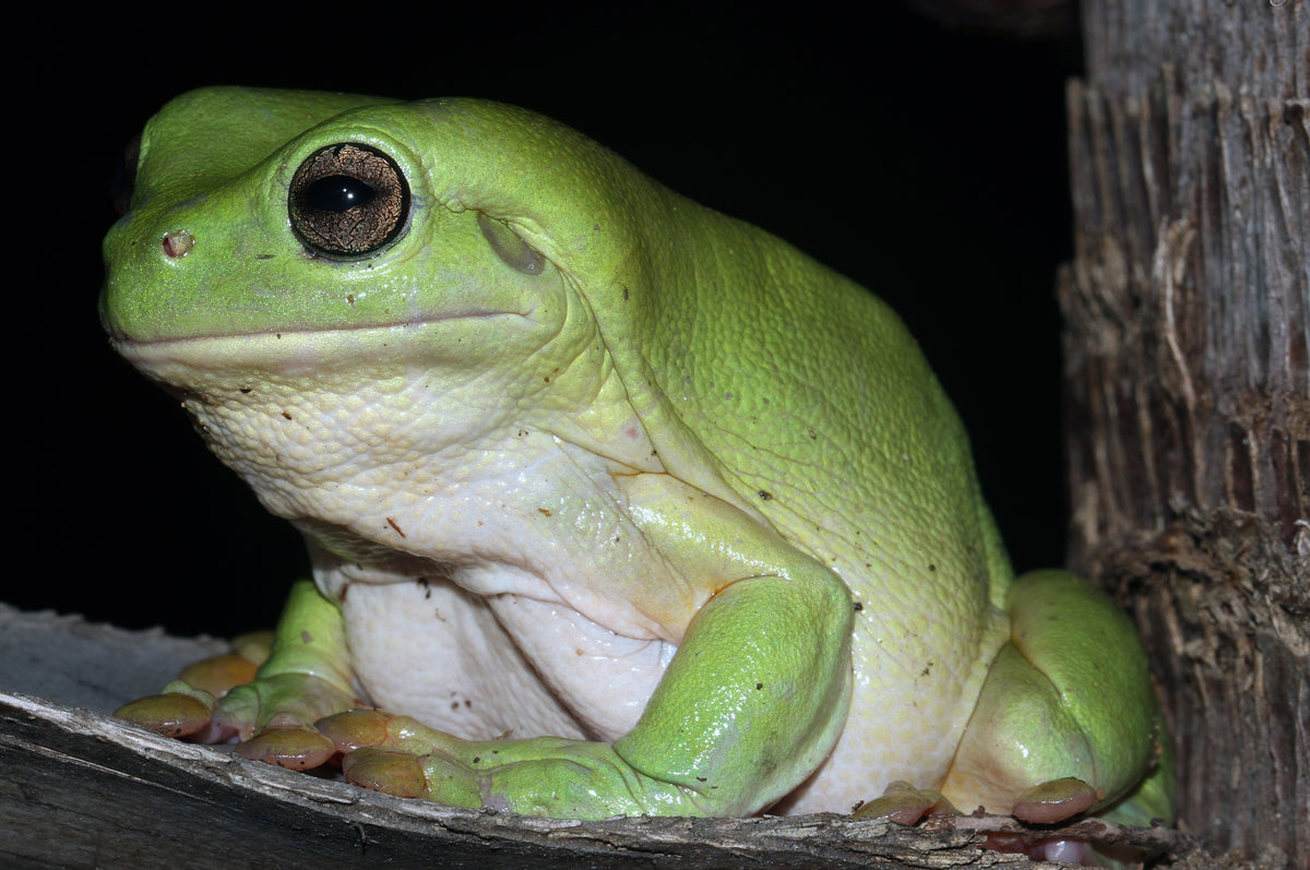 Adult Australian green tree frog (Litoria caerulea) sitting on a piece of bark, photographed side-on against a black background