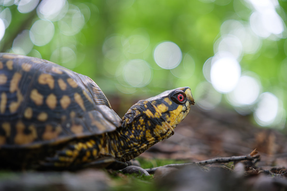 Eastern box turtle (Terrapene carolina carolina) on woodland leaf litter with its neck extended, photographed side-on with a blurred green background
