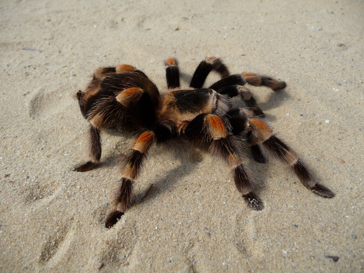 Adult Mexican red-knee tarantula (Brachypelma sp.) standing on pale sand in daylight, seen from above and slightly to the side