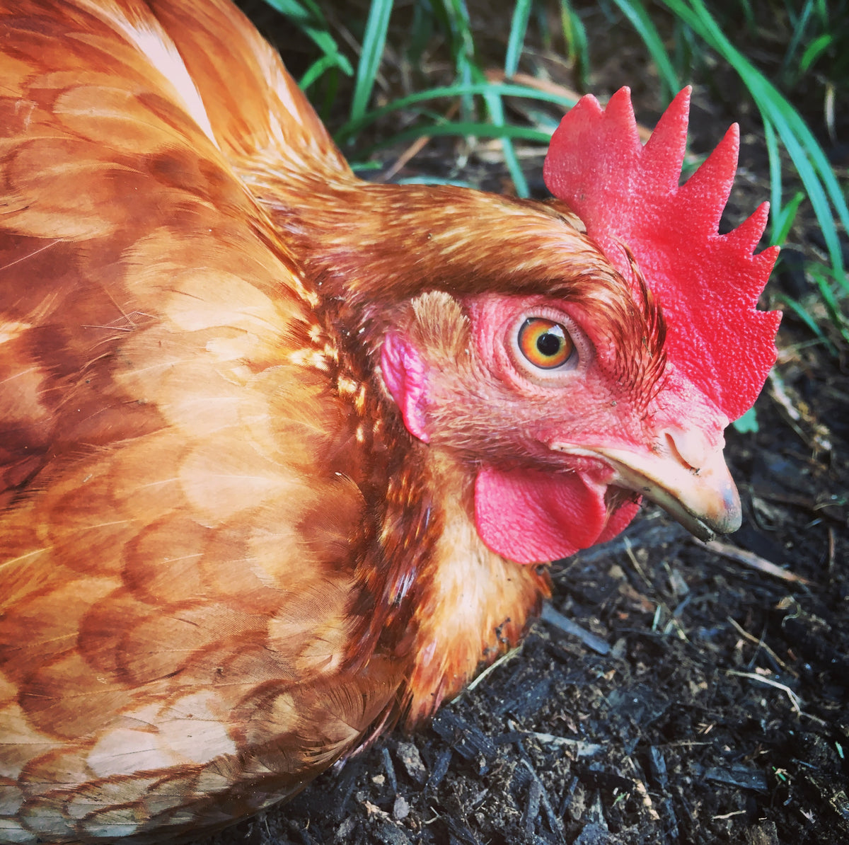 Close-up of a red hybrid laying hen's head and eye as she rests on bare soil, with grass behind her