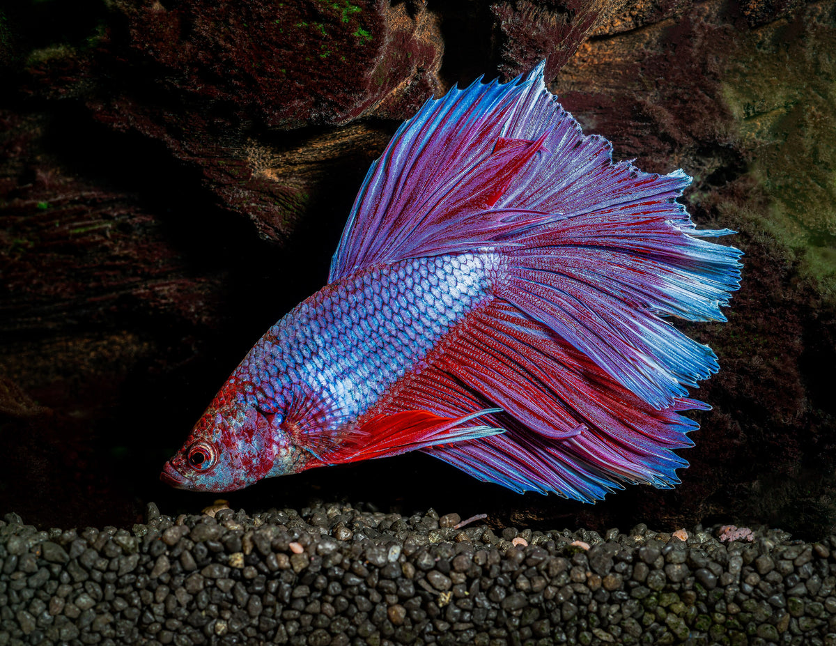 Male Siamese fighting fish (Betta splendens) with red and blue fins fully spread, photographed side-on in an aquarium against dark rockwork