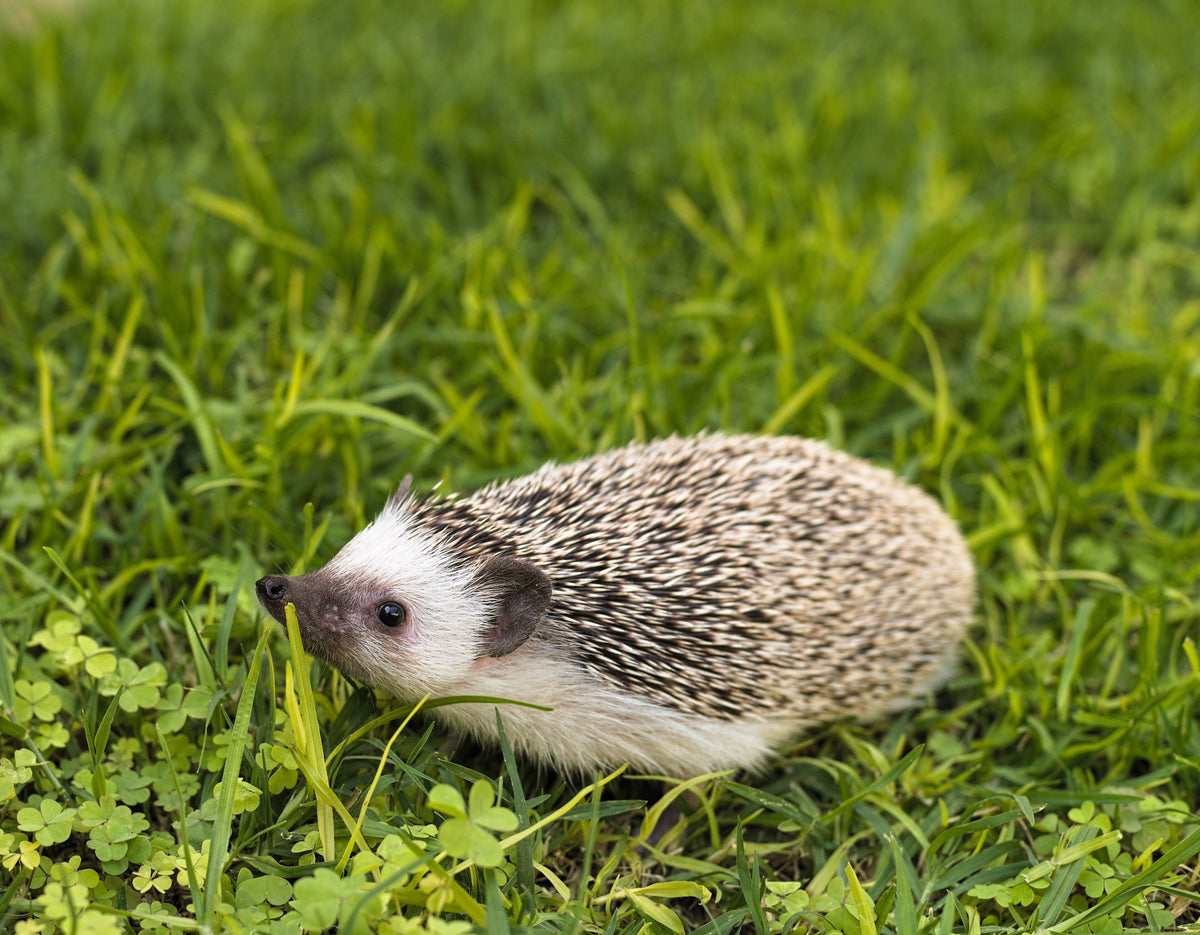 Young African pygmy hedgehog (Atelerix albiventris) walking through short grass and clover, photographed side-on in daylight