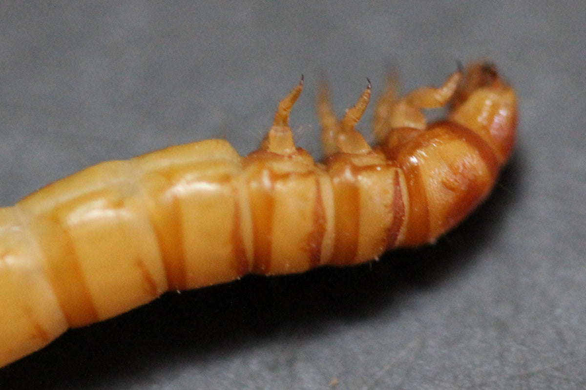Close-up macro of a live mealworm larva head and thorax on a plain gray background