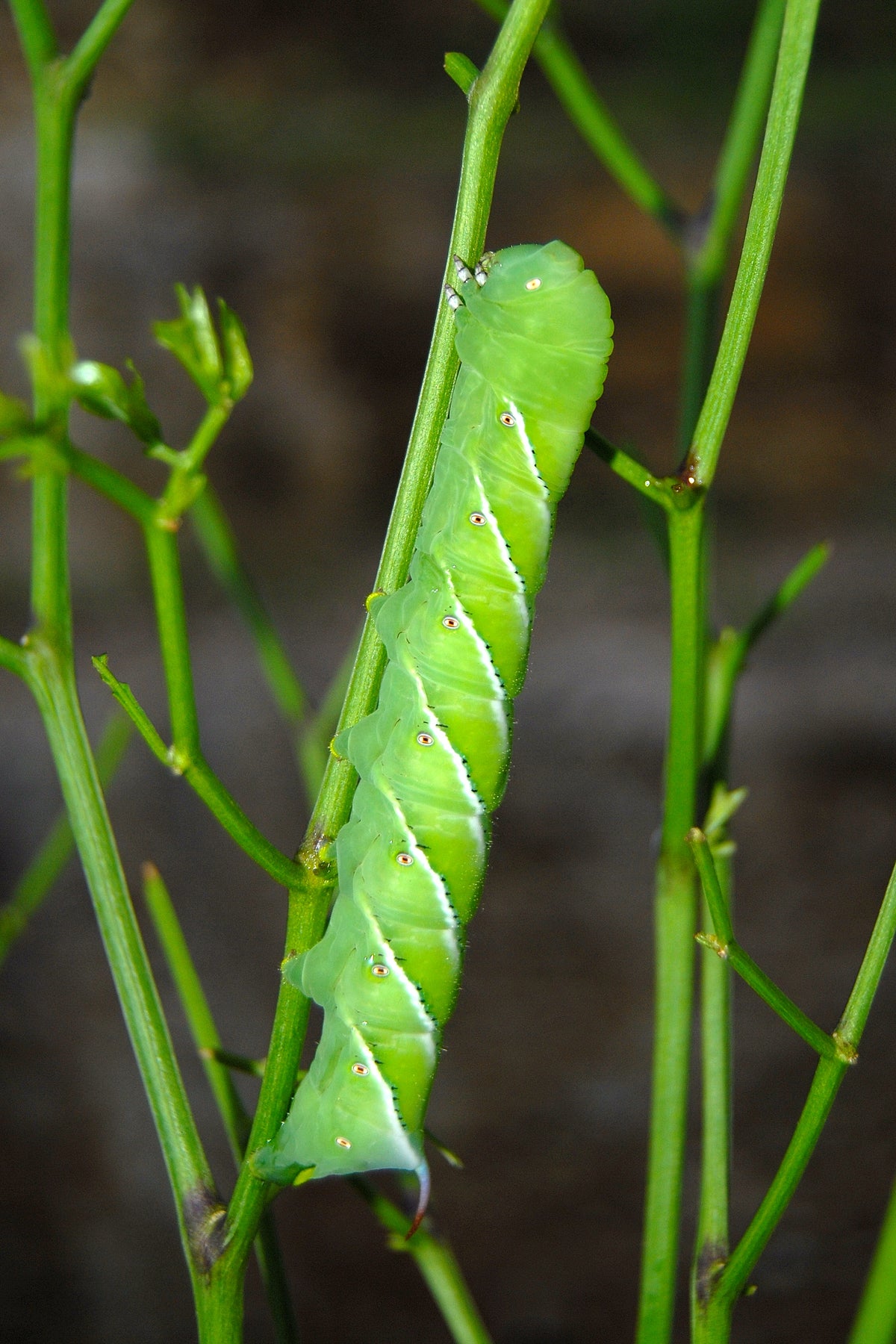 Green tobacco hornworm caterpillar with white side stripes gripping a bare plant stem