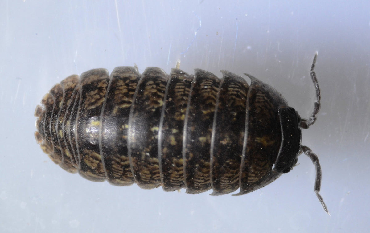 Dorsal macro of a common pill woodlouse, Armadillidium vulgare, on a pale background