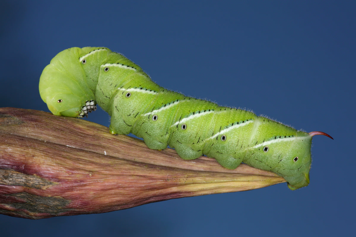 Green tobacco hornworm caterpillar on a dried seed pod against a plain blue background, showing the white side stripes and red tail horn
