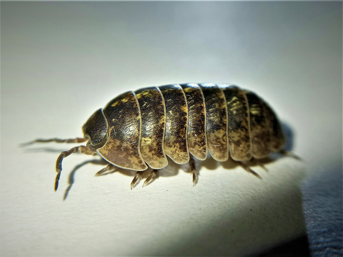Live common pill woodlouse walking across a plain pale surface, seen from the side, with mottled brown and yellow plates