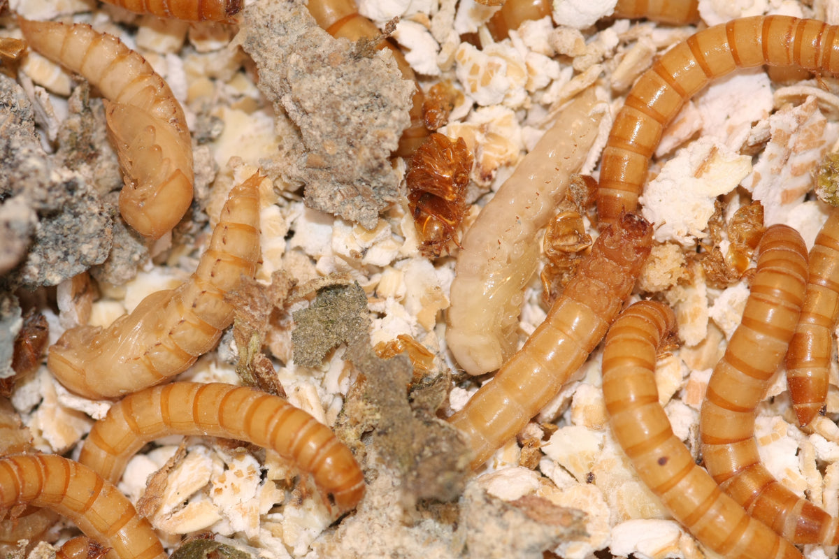 Close-up of live mealworm larvae, a pale pupa and shed skins among flakes of oat and bran bedding