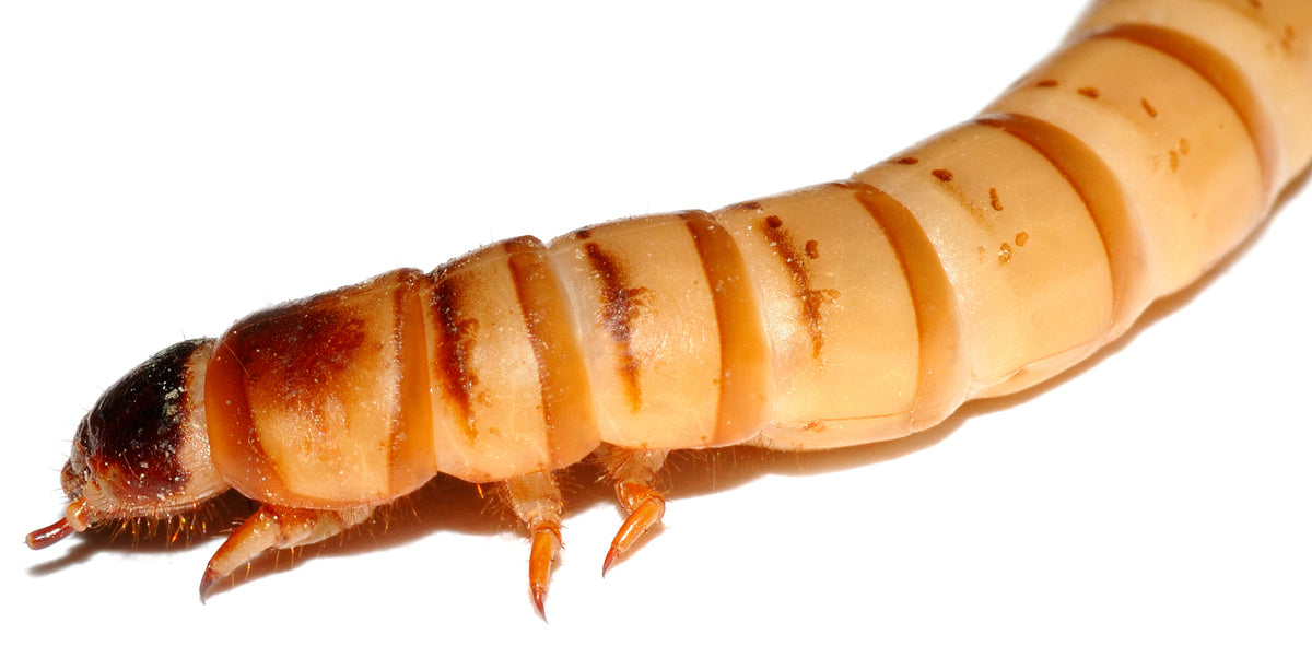 Superworm larva photographed from the side on a plain white background