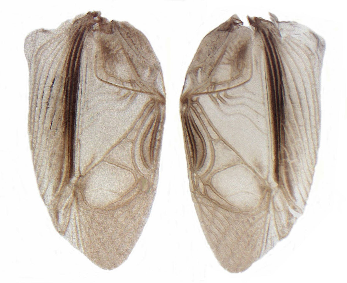 Left and right forewings of a house cricket laid flat on a white background, veins visible