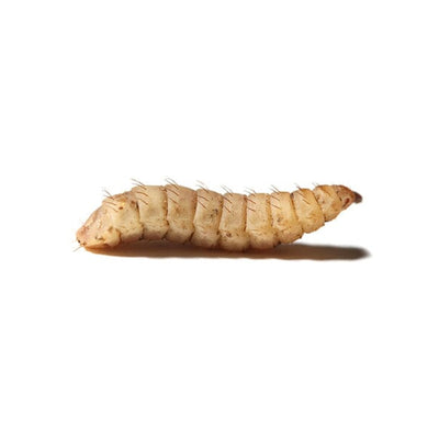 Black soldier fly larvae