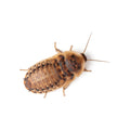 Adult dubia roach (Blaptica dubia) on a white background