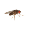 Adult fruit fly (Drosophila hydei) on a white background