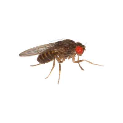 Fruit flies