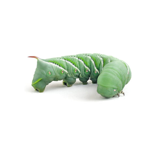 Green tobacco hornworm (Manduca sexta) larva