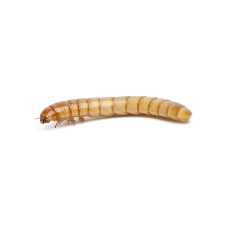 Mealworm, the larva of the darkling beetle Tenebrio molitor