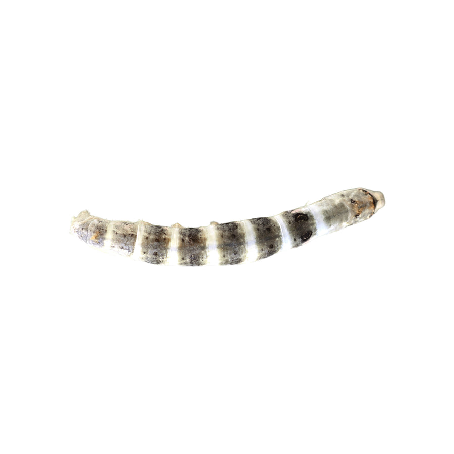 Silkworm (Bombyx mori) larva on a white background