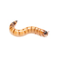 Superworm, the larva of the beetle Zophobas morio