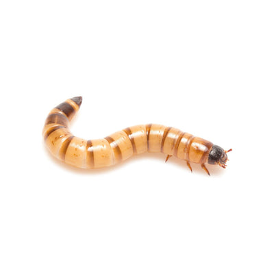 Superworms