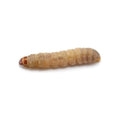 Live waxworm, the larva of the greater wax moth (Galleria mellonella)