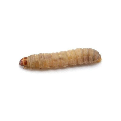 Waxworms